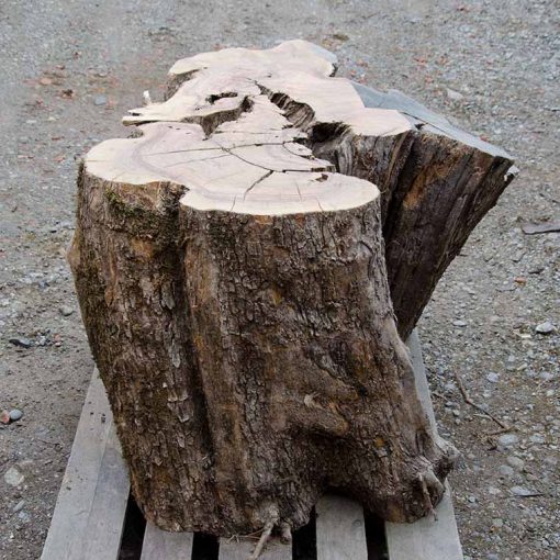 Olivenbaum Stamm Nr. 3-1 Holz für den Möbelbau, Schnittholz