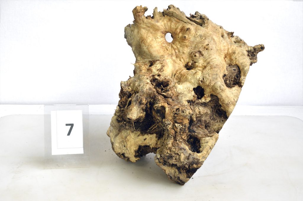 OlivenbaumWurzel, Olivenholzwurzeln Holz Authentisch OlivenbaumWurzel, Olivenholzwurzeln Holz Authentisch